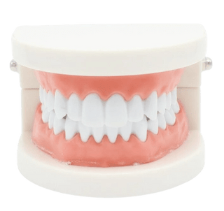 Mascella di addestramento per posa di gemme dentali